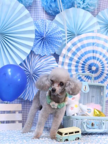 20231129サージュちゃん